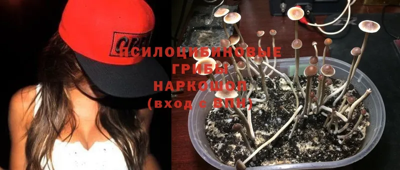 Псилоцибиновые грибы Psilocybe  как найти   Советск 